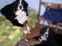 Pecka 2006